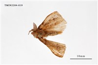 藏品(腎毒蛾)的圖片